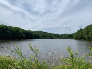 ハリオアマツバメの来る池