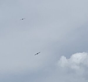 上空を飛ぶハリオアマツバメ