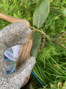 ヨツボシトンボ