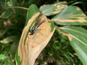 ニホンカワトンボ