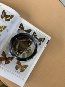 オオイチモンジ