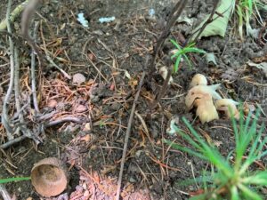 土から顔を出した肉色の植物の芽