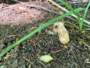 土から顔を出した肉色の植物の芽