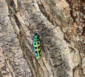 触角が長く緑色の背中が金属光沢の甲虫