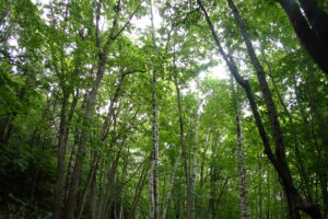 緑が濃くなってきた森の中