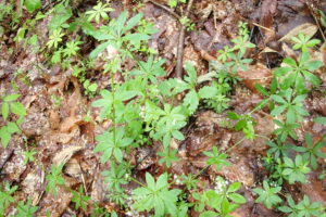 オククルマムグラの小さな白い花