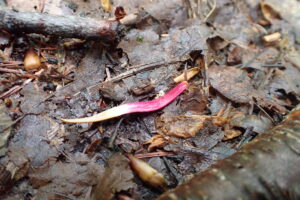 ホオノキの赤いおしべが