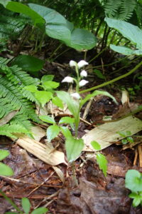 ギンランの白い花