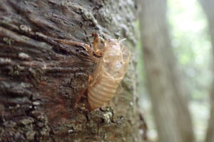 エゾハルゼミの抜け殻