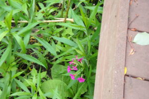 濃い桃色のクリンソウの花