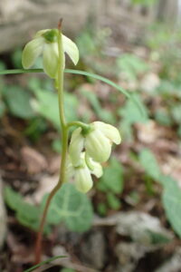 ジンヨウイチヤクソウの白い下向きの花