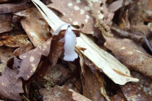 白いギンリョウソウの花