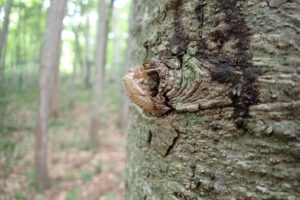 エゾハルゼミの抜け殻
