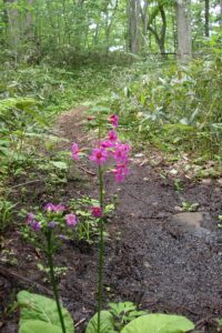 濃い桃色のクリンソウの花