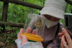 サトキマダラヒカゲ