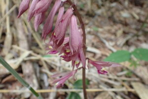 サイハイラン桃色の花