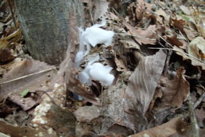 ギンリョウソウの白い花