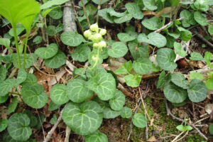 ジンヨウイチヤクソウの下向きの白い花