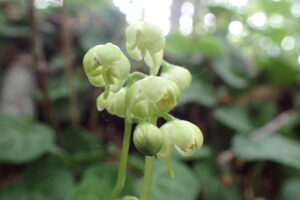 ジンヨウイチヤクソウの下向きの白い花