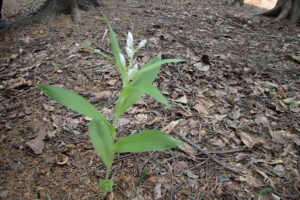 ササバギンランの白い花