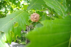 ナラメリンゴフシ