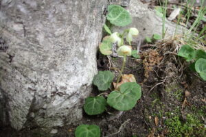 ジンヨウイチヤクソウの下向きの花