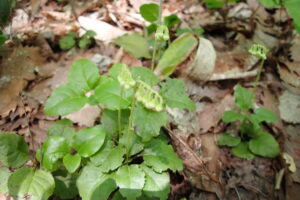 コイチヤクソウのつぼみ