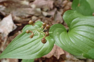 マイヅルソウのうずら卵のような模様の果実