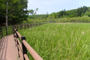 木道から見えるヨシ