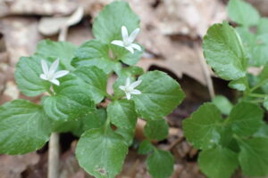 タニギキョウの白い花