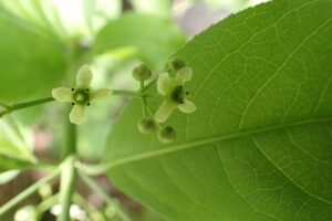 マユミの淡い黄色の花