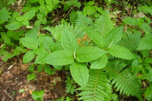 ヒトリシズカの白い花