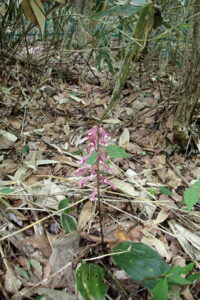サイハイラン桃色の花