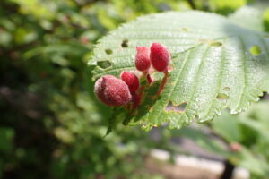 赤い虫こぶ、ハルニレハフクロフシ