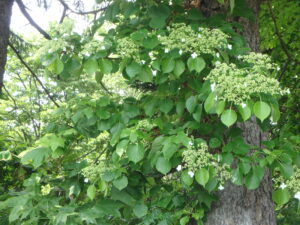 ツルアジサイの白い飾り花 