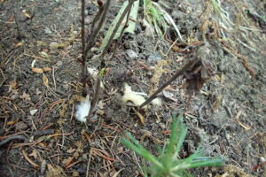 肉色のシャクジョウソウの芽出し