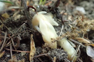 肉色のシャクジョウソウの芽出し