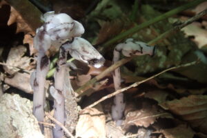 ギンリョウソウの白い花