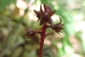 ヒトツバイチヤクソウの赤いつぼみ