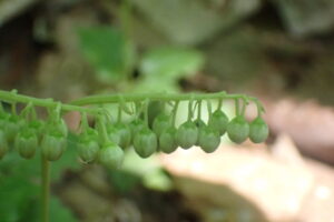 コイチヤクソウのつぼみ