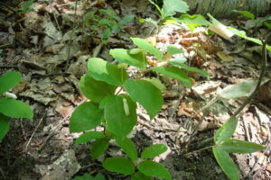 ミヤマナルコユリの白い花