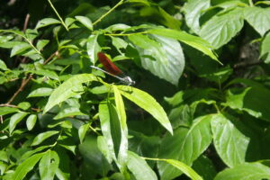 オレンジ色の翅のニホンカワトンボ