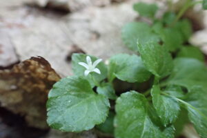 星のような形のタニギキョウの花