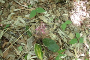 サイハイラン桃色の花