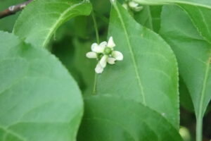 マユミの淡い黄色の花
