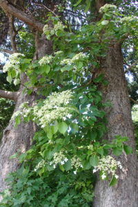 ツルアジサイの白い飾り花