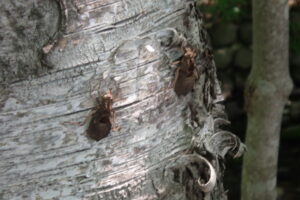 シラカンバの幹についたコオニヤンマの羽化殻
