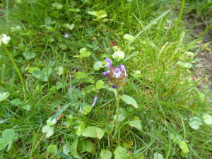 ウツボグサの紫色の花