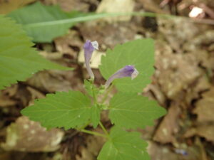 エゾタツナミソウの淡い紫色の花
