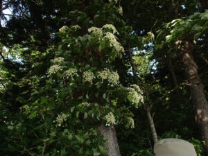 ツルアジサイの白い飾り花